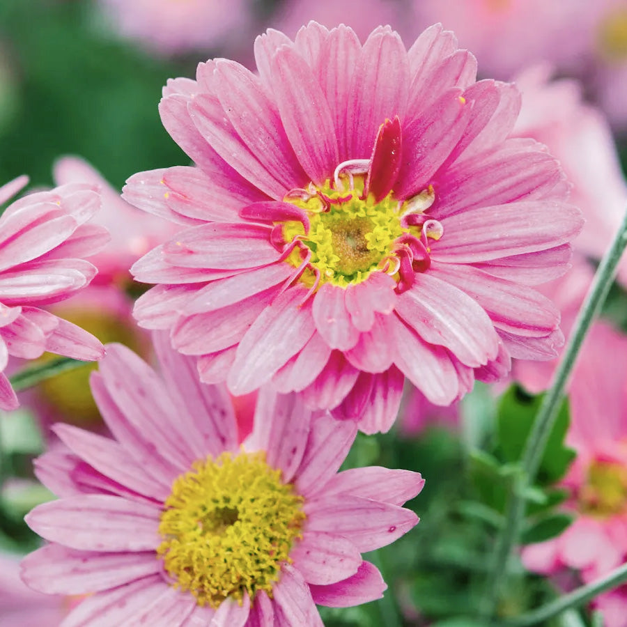 Blossoming Flowers - Chrysanthemum Earring