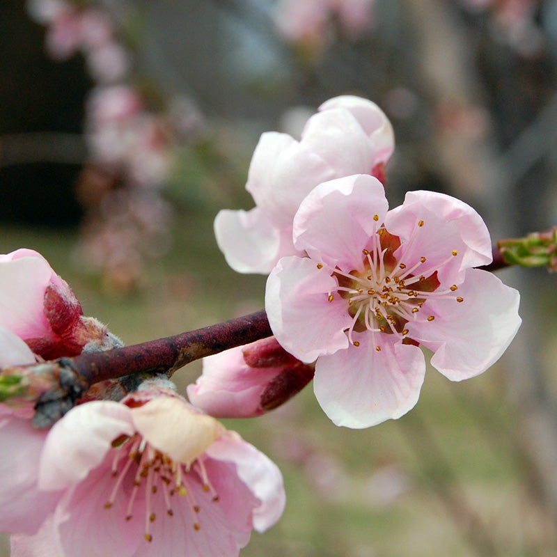 Blossoming Flowers - Peach Blossom Earring